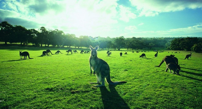 cute-australian-animals