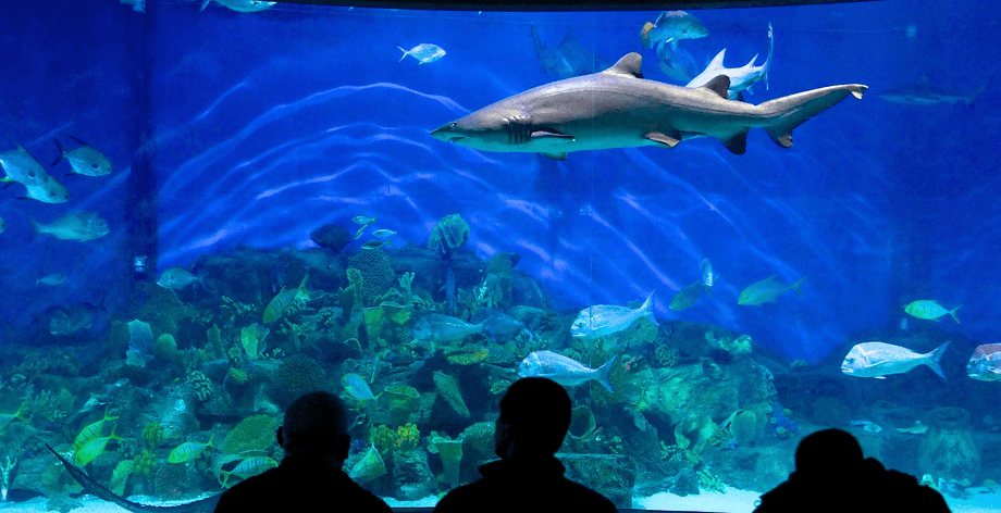 Sea-life Aquarium