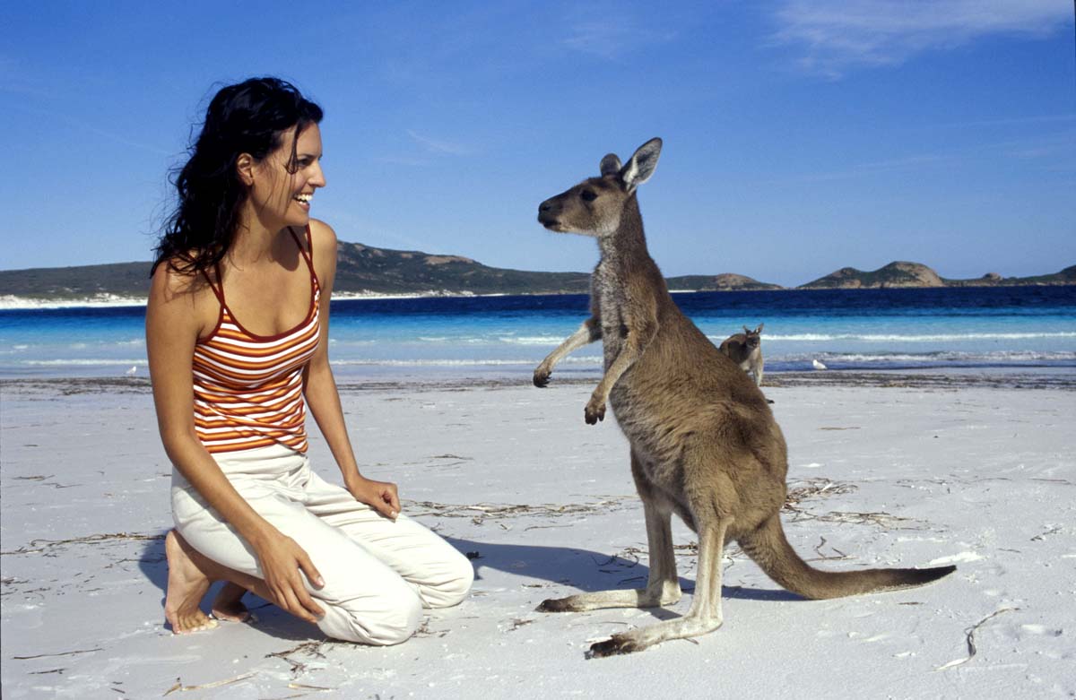 australia Kangaroo