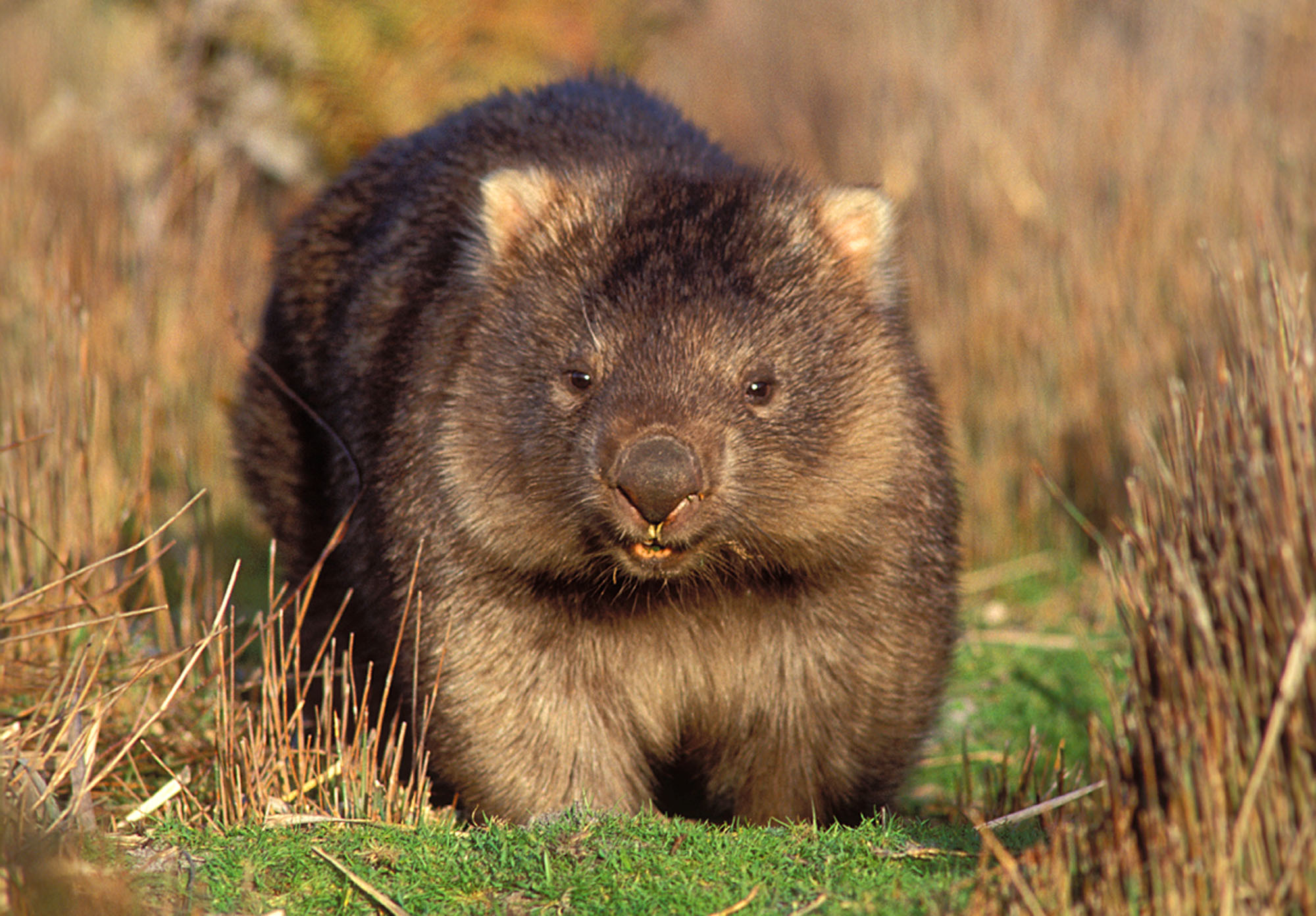 Australia Wombat