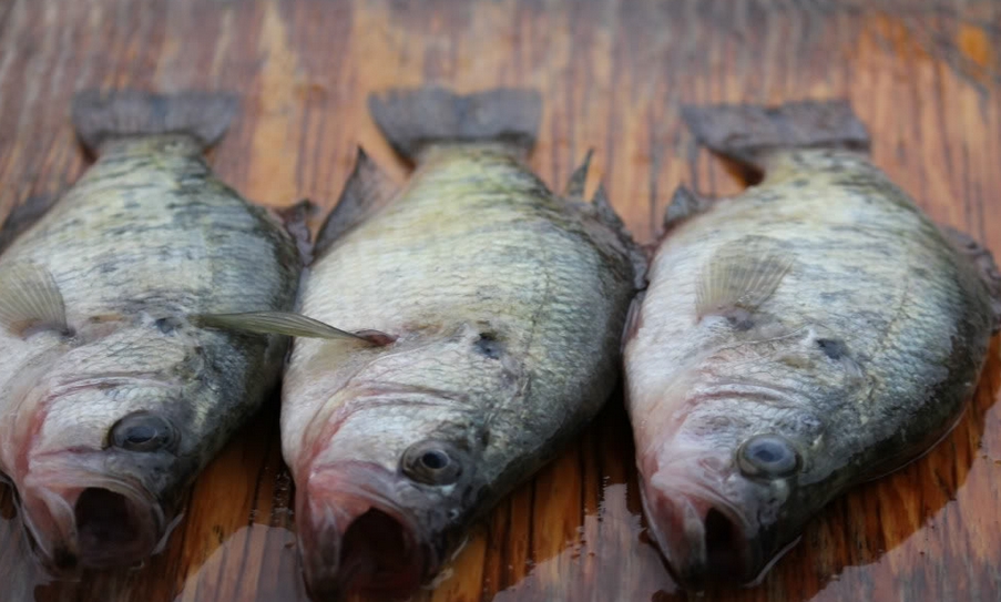 Bluegrass Fish EVANSVILLE IN