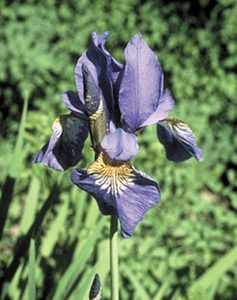 The iris flower used in ancient dental formula